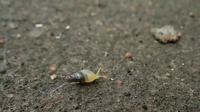 #snail | Smallest snail in the world | 3mm смотреть онлайн