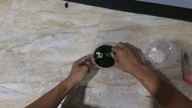 UNBOXING ANUBIAS PINTO KECIL TAPI MAHAL смотреть онлайн