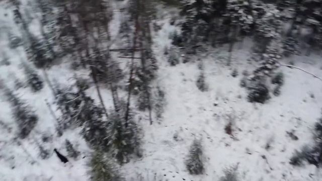 Лоси на лежке смотреть онлайн