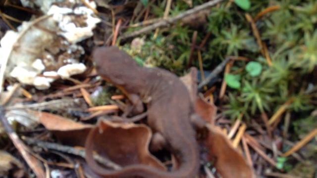 Tiny Brown Salamander in Lacey, Washington смотреть онлайн