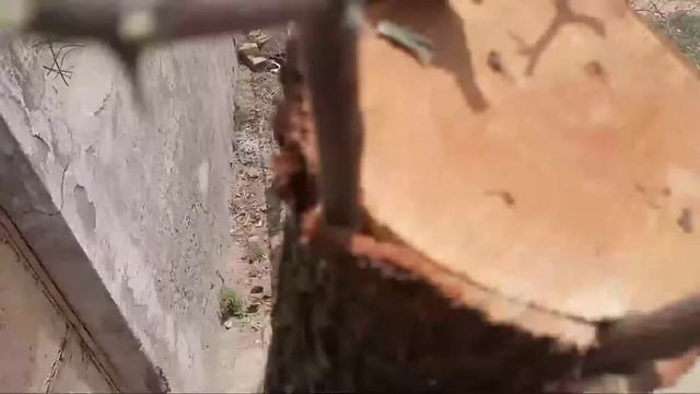 Bairy k darakhat ki pewandkari krny Ka tarika|berry tree grafting|bairy grafting смотреть онлайн