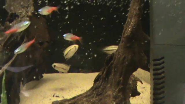 Diamond Head Neon Tetra (Paracheridon innesi diamant) for sale at Tyne Valley Aquatics смотреть онлайн