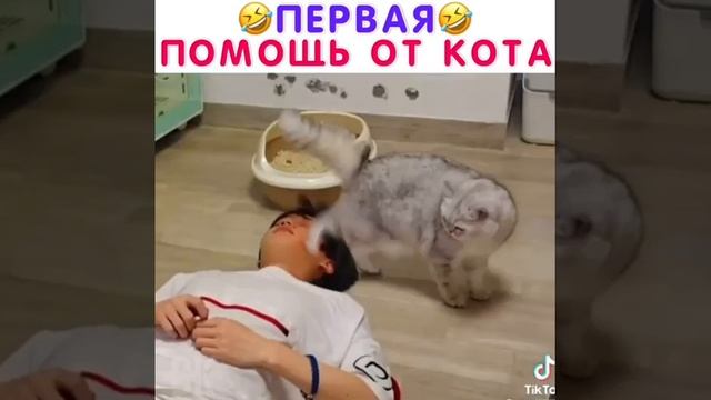 Первая помощь от кота 🤣🤣 смотреть онлайн
