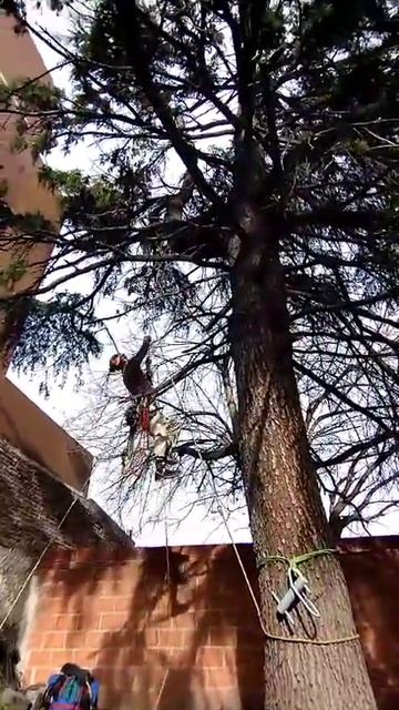 Sistema de cuerda estática. Técnica de acceso al árbol por cuerda. смотреть онлайн