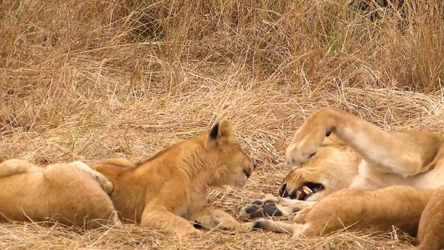 Travelling Africa - Ethiopia, Kenya, Mozambique and Uganda смотреть онлайн