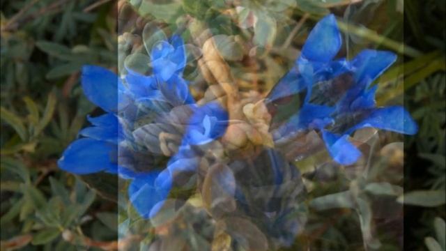 Breath of Light ~ Chakra Breathing for Accelerated Healing with Margaret Gilfoyle смотреть онлайн