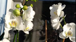 Домашние цветение орхидей. Пелорик Аркадия, пелорик Альбуфера, Бабочка Чемпион, белая Бабочка.