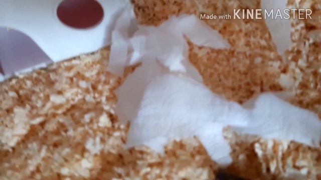 /У меня есть хомяк?🐹/Переселяю хомяка?/Новый дом для хомяка/ смотреть онлайн
