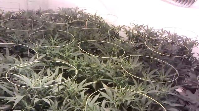 8000 Watt FAK Flower Room Day 7 смотреть онлайн
