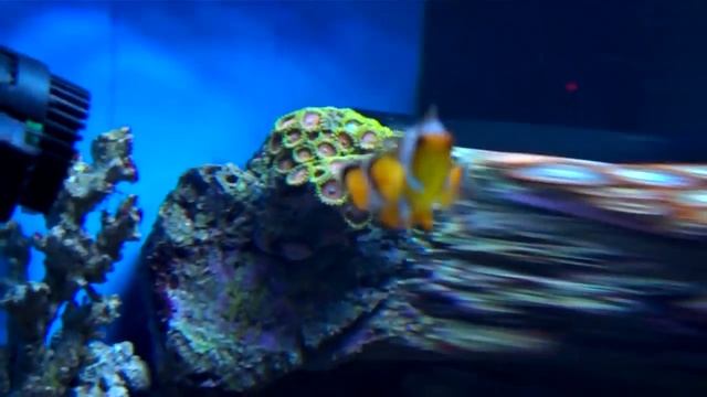 River Reef Marine Pt 4.MP4 смотреть онлайн