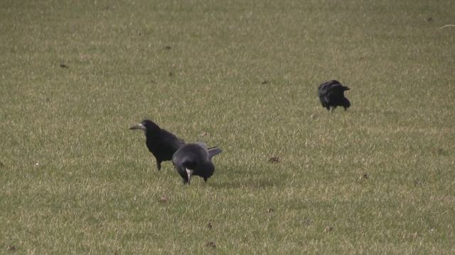 Corbeau freux (Corvus f. frugilegus) Rook смотреть онлайн