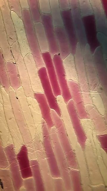 Лук по микроскопом / Onions under the microscope #macro_captures #macrozoom #macros #macroworld смотреть онлайн