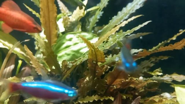 аква заростает водорослями смотреть онлайн