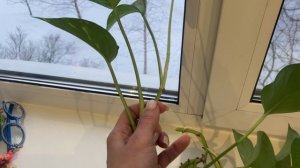 Сциндапсус Эпипремнум. Уход, черенкование, размножение. Фитостена из сциндапсуса, лианы.