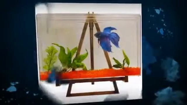 Aquariums for the beginners смотреть онлайн