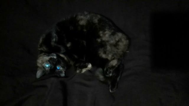 Пеструшка радуется жизни😻 смотреть онлайн