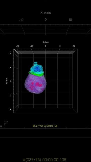 Label-free 3D imaging of CAR-T: part 3 смотреть онлайн
