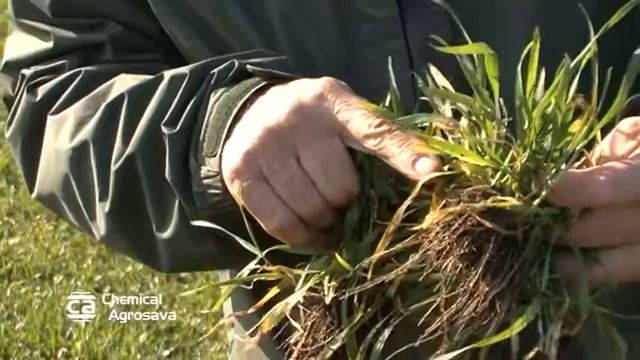 Сузбијање житне пијавице и сиве пегавости код пшенице (Fastac, Wuxal Super) - др Марко Ињац смотреть онлайн