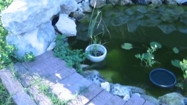 100 watt solar pond with a bio-filter смотреть онлайн