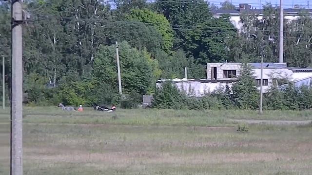 Раменский ипподром 16.06.18 - Лошади орловской породы 2016 г.р. смотреть онлайн