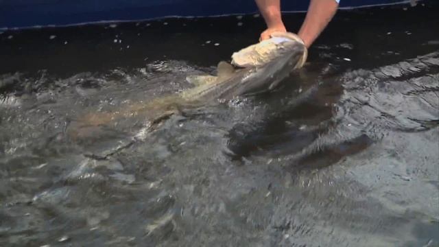 Snook Fishing Florida for Monster Fish Under 10 Cent Bridge смотреть онлайн