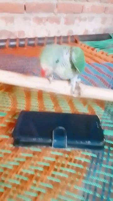 #bhojpuri #song kamariya Dole #newsong #funny #viral #youtubeshort #video смотреть онлайн