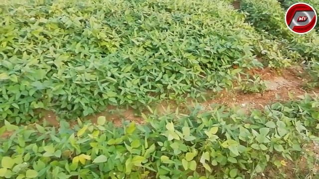 20 ACRES GREEN GRAM FARMING LAND FOR SALE | COMPACT RED SOIL LAND | COST PER ACRE IS ₹ 5,50,000 /- смотреть онлайн