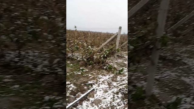 Чи зрізати малину під нуль на зиму 2023 ? смотреть онлайн