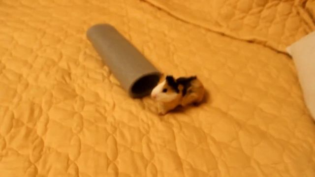 Веселая морская свинка смотреть онлайн