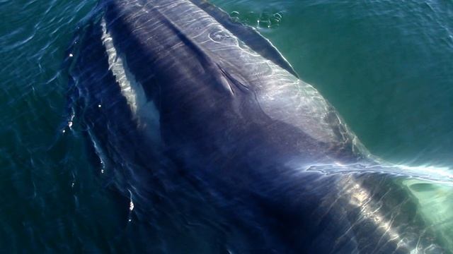 The Friendship of Whales смотреть онлайн