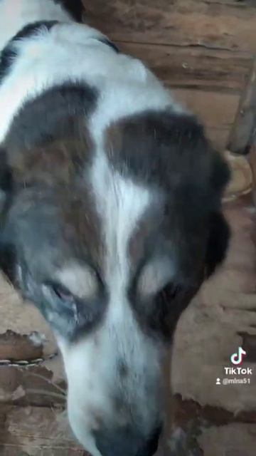 приют для бездомных животных " добрые руки смотреть онлайн