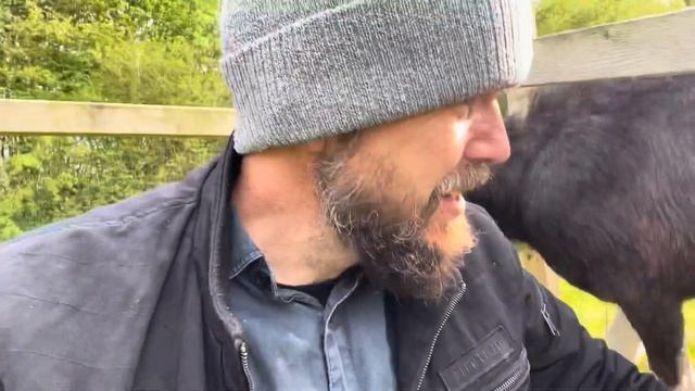 How much milk does a goat give? Allot! 5litres each milking from our two Toggenburgs. смотреть онлайн