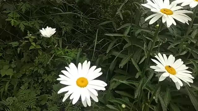 Дагестан /жизнь в селе смотреть онлайн