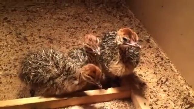 Двухнедельные страусята смотреть онлайн