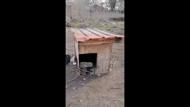 Рейдерский захват будки Шарика смотреть онлайн