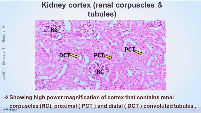 practical of urinary system смотреть онлайн