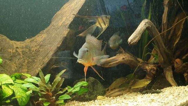 аквариум 700л.май 2021..fishtank 700l смотреть онлайн