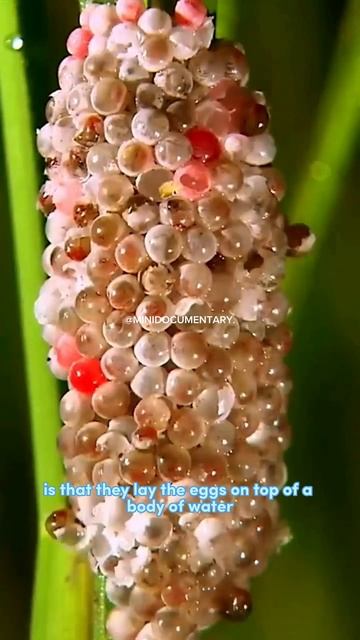 Pomacea freshwater snail смотреть онлайн