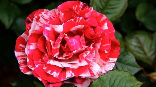 Слушать новую русскую песню радио онлайн смотреть онлайн