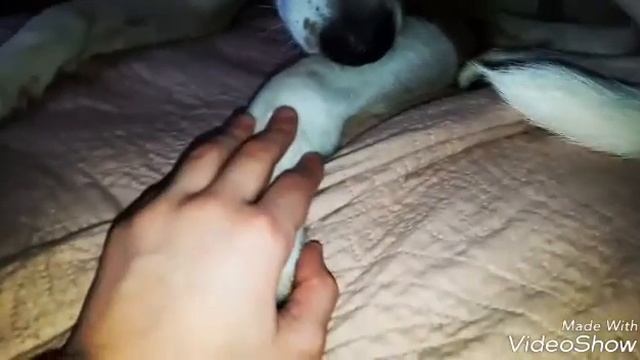 Моя Собачка Милли. САМОЕ НЯШНОЕ ВИДЕО!!! смотреть онлайн