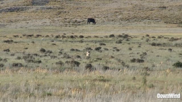 Western Coyote Hunting with AR-15: Mile High Mouser (DownWind Outdoors) смотреть онлайн