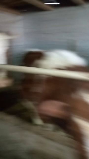 показал быков смотреть онлайн