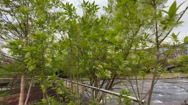 Лучший город для Жизни в США Гринвилл Южная Каролина. Прогулка по Greenville SC