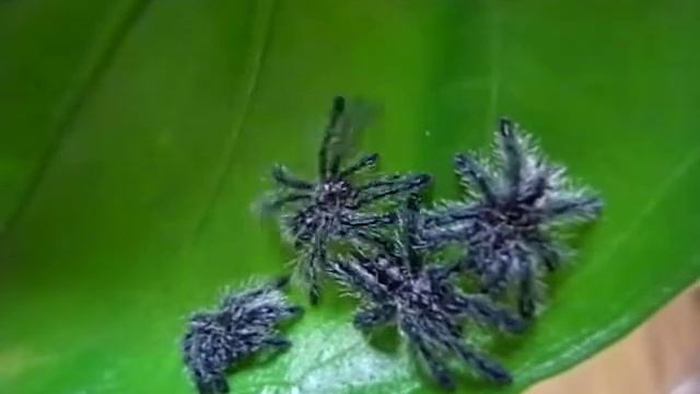 Avicularia purpurea смотреть онлайн