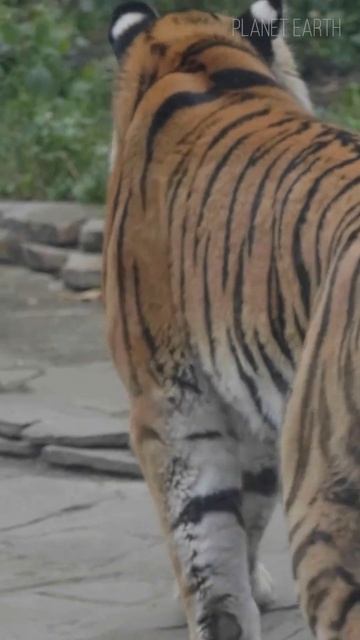 Amur Tiger: Master of the Taiga 😍 #predator #cats #tiger смотреть онлайн
