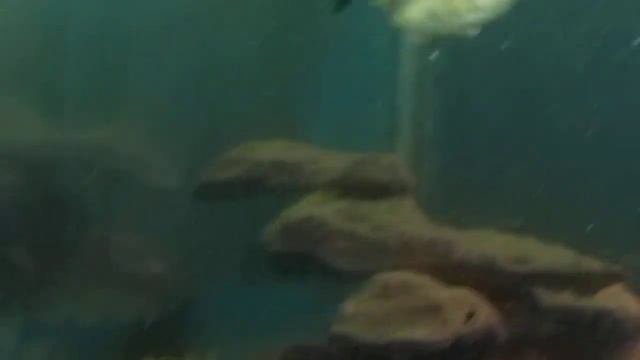 Haplochromis "sp" Blue Obliquiden breeding group смотреть онлайн