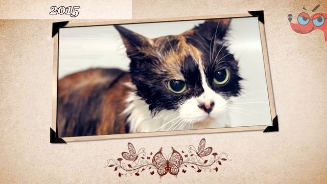 Как менялся Куки. Куки в детстве и сейчас