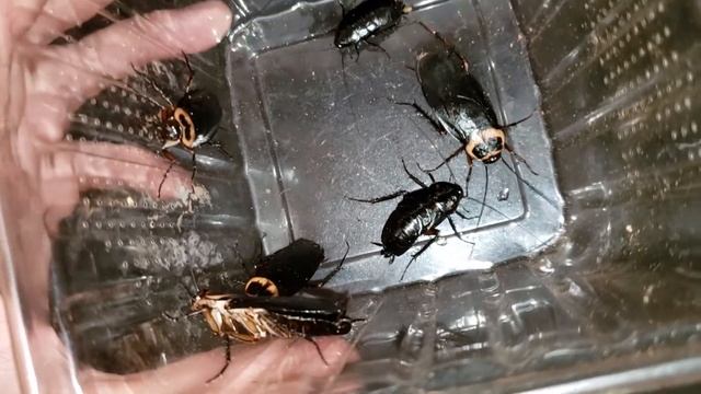 黑化美洲大蠊 Periplaneta americana "Black" смотреть онлайн