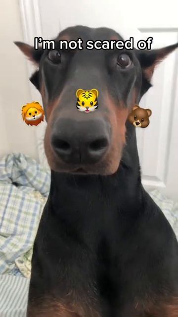 Big doberman scared of stickers 😭 #shorts смотреть онлайн