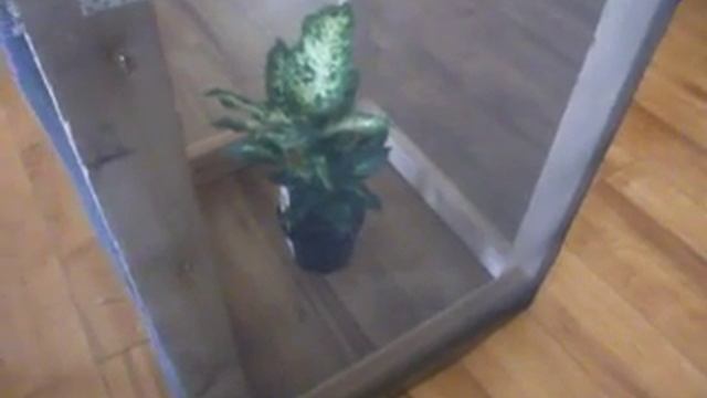 Growing a Dieffenbachia Plant in a Faraday Cage смотреть онлайн